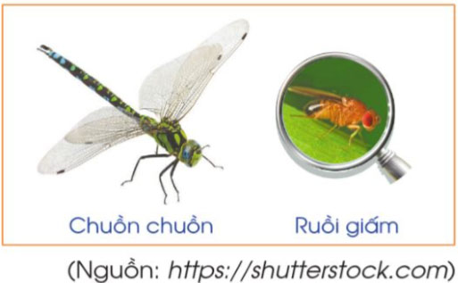 Nhân một số thập phân với 10, 100, 1 000