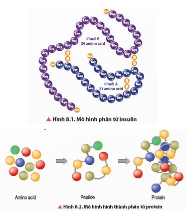 Giải Hóa 12 trang 46 Chân trời