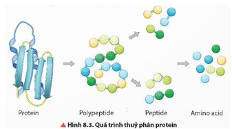 Giải Hóa 12 trang 46 Chân trời