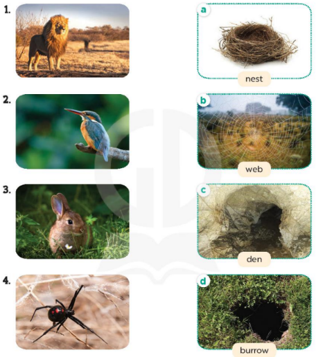 Tiếng Anh lớp 4 Extension Activities trang 72 73 Global success