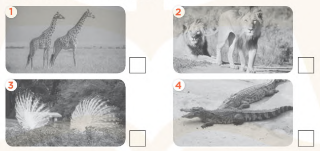 Sách bài tập tiếng Anh lớp 4 unit 19 Global success