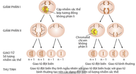 Giải Sinh học 12 Bài 6 (Cánh diều): Đột biến nhiễm sắc thể (ảnh 1)