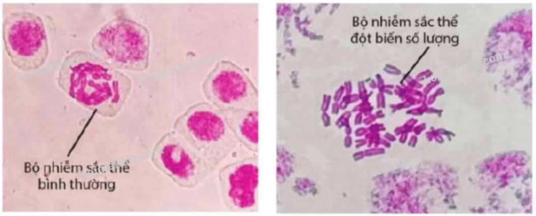 Giải Sinh học 12 Bài 6 (Cánh diều): Đột biến nhiễm sắc thể (ảnh 1)