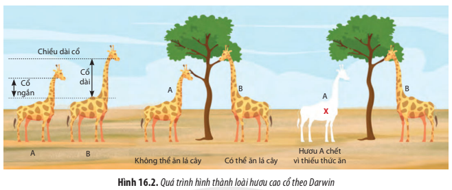 Sinh học 12 Chân trời sáng tạo bài 16 - Quan niệm của Darwin về chọn ...