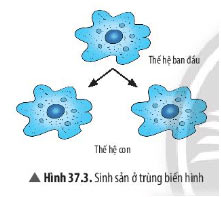Hình 37.3