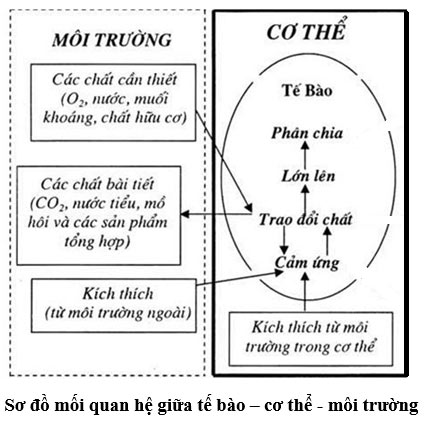 Sơ đồ về mối quan hệ giữa tế bào/ cơ thể