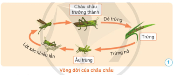 Khoa học lớp 5 Cánh diều
