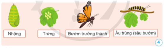 Khoa học lớp 5 Cánh diều