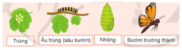 Khoa học lớp 5 Cánh diều