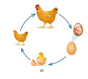 Câu hỏi 3 trang 54 SGK Khoa học lớp 5