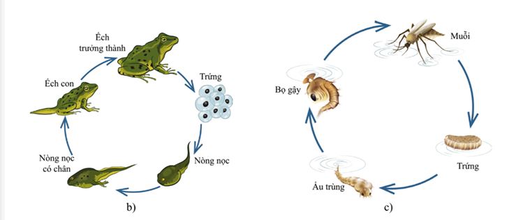 Câu hỏi 3 trang 54 SGK Khoa học lớp 5