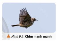 Giải Vật lí 12 trang 59 Chân trời