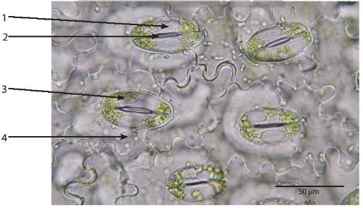 Khí khổng dưới kính hiển vi