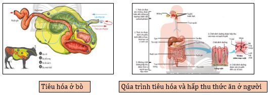 Qúa trình tiêu hóa ở một số nhóm động vật có ống tiêu hóa