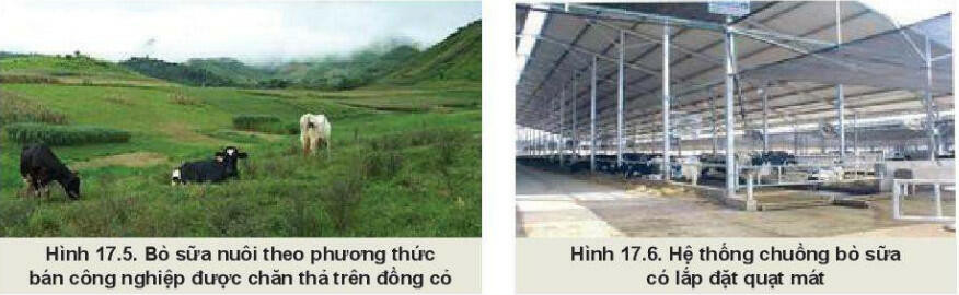 Lý thuyết Công nghệ 11 Bài 17 (Kết nối tri thức): Nuôi dưỡng và chăm sóc vật nuôi (ảnh 1)