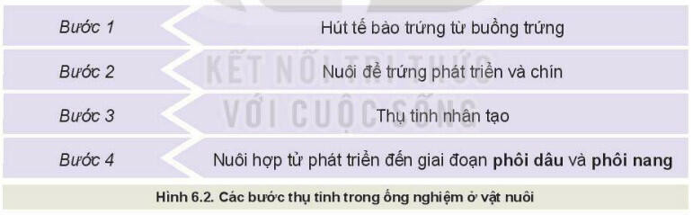 Lý thuyết Công nghệ 11 Bài 6 (Kết nối tri thức): Ứng dụng công nghệ sinh học trong chọn và nhân giống vật nuôi (ảnh 1)