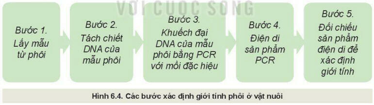 Lý thuyết Công nghệ 11 Bài 6 (Kết nối tri thức): Ứng dụng công nghệ sinh học trong chọn và nhân giống vật nuôi (ảnh 1)