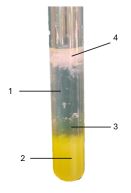 Đề thi giữa học kì 1 Sinh học 12 Cánh diều