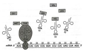 Đề thi giữa học kì 1 Sinh học 12 Cánh diều