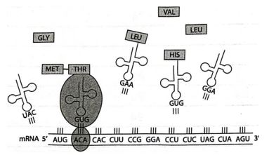 Đề thi giữa học kì 1 Sinh học 12 Chân trời sáng tạo
