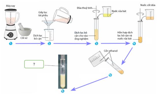 Đề thi giữa học kì 1 Sinh học 12 Kết nối tri thức
