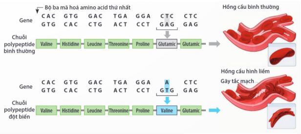 Đề thi giữa học kì 1 Sinh học 12 Kết nối tri thức