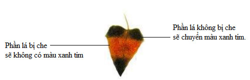 Vẽ và chú thích kết quả màu sắc của lá cây