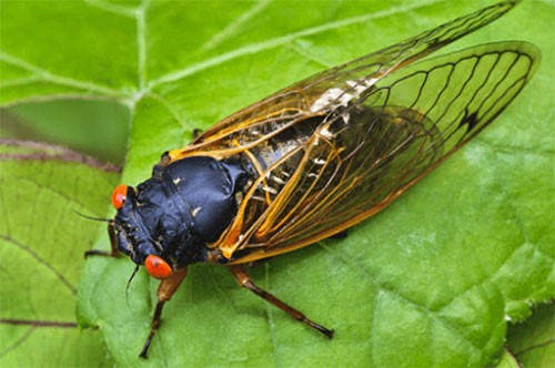 Tiếng Việt lớp 1