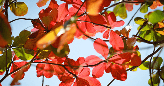 CÂY BÀNG KHÔNG RỤNG LÁ