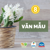 Văn mẫu lớp 8 Sách mới