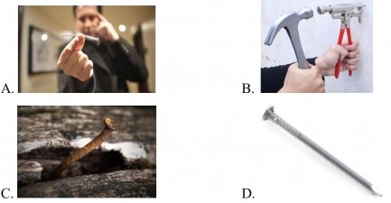 Đề thi Khoa học lớp 5 cuối kì 1 CTST