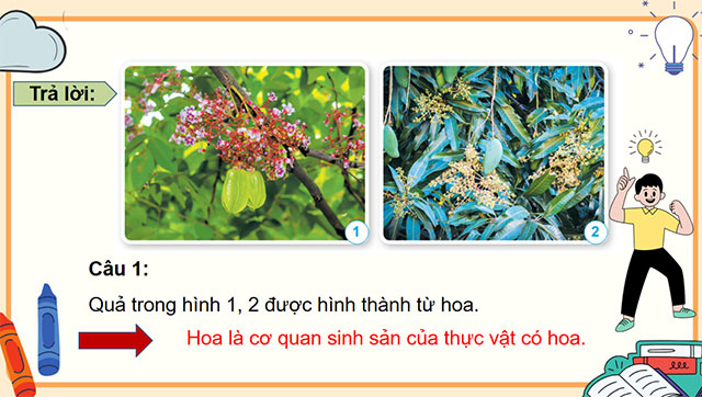 PowerPoint Khoa học 5 Sự sinh sản của thực vật có hoa