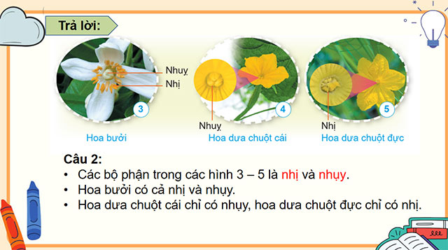 PowerPoint Khoa học 5 Sự sinh sản của thực vật có hoa