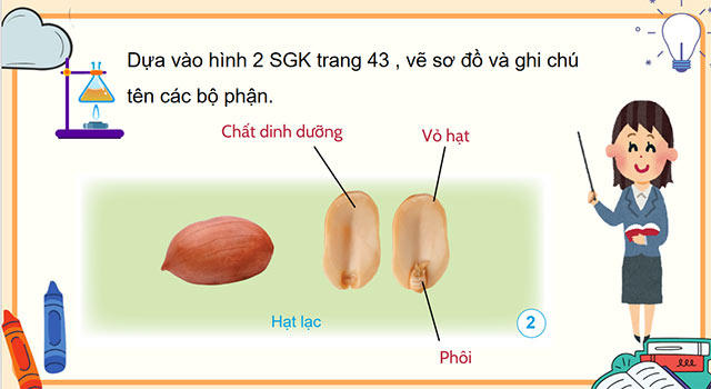 PowerPoint Khoa học 5 Sự lớn lên và phát triển của thực vật có hoa