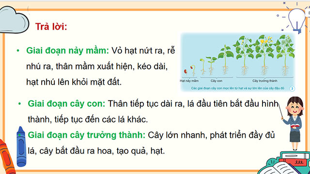 PowerPoint Khoa học 5 Sự lớn lên và phát triển của thực vật có hoa