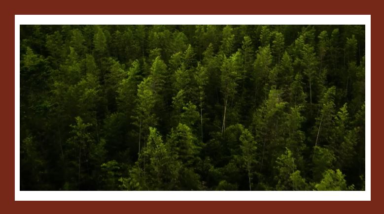 Powerpoint Tiếng Việt 5 Cánh Diều - Tuần 17