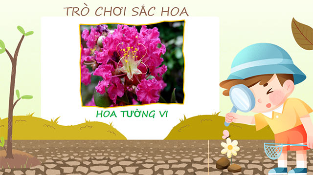 PowerPoint STEM Trồng cây không hạt