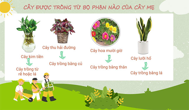 PowerPoint STEM Trồng cây không hạt