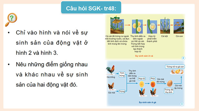PowerPoint Khoa học 5 Sự sinh sản ở động vật đẻ trứng và động vật đẻ con