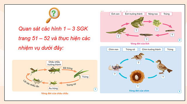PowerPoint Khoa học 5 Vòng đời của động vật đẻ trứng và động vật đẻ con
