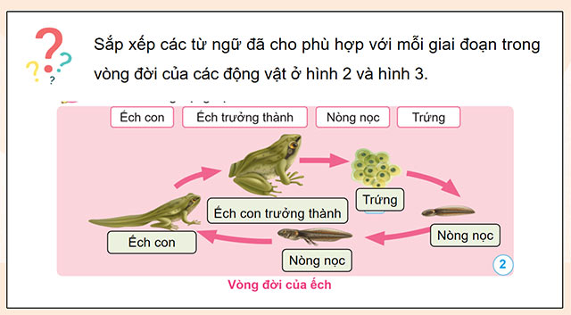 PowerPoint Khoa học 5 Vòng đời của động vật đẻ trứng và động vật đẻ con
