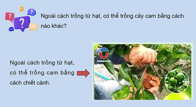 PowerPoint Khoa học 5 Ôn tập chủ đề Thực vật và động vật