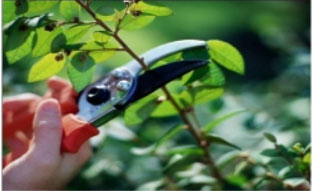 Đề thi học kì 1 môn Công nghệ lớp 4