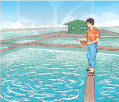 Toán lớp 5 Kết nối tri thức Bài 39: Tìm hai số khi biết hiệu và tỉ số của hai số đó