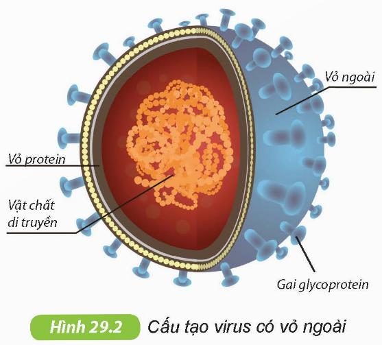 Cấu tạo virus có vỏ ngoài