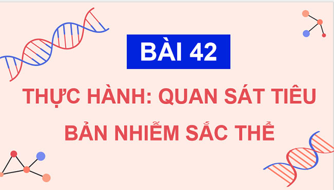 Thực hành Quan sát tiêu bản nhiễm sắc thể