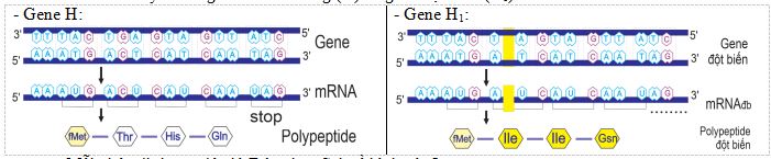 Đề thi thử THPT Quốc gia 2025 môn Sinh học trường THPT Thuận Thành 1,2 Bắc Ninh
