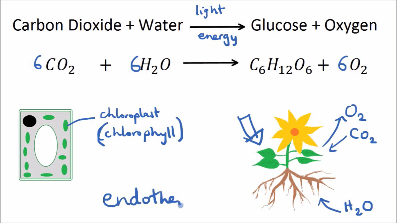Tác giả - tác phẩm: Sinh vật trên Trái Đất được hình thành như thế nào - Tác giả tác phẩm (mới 2024) | Ngữ văn lớp 6 Kết nối tri thức