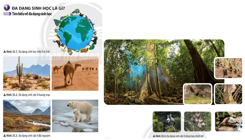 Giải Khoa học tự nhiên 6 Bài 33: Đa dạng sinh học 