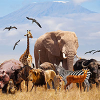 Giáo án Tiếng Việt 5: Thiên đường của các loài động vật hoang dã